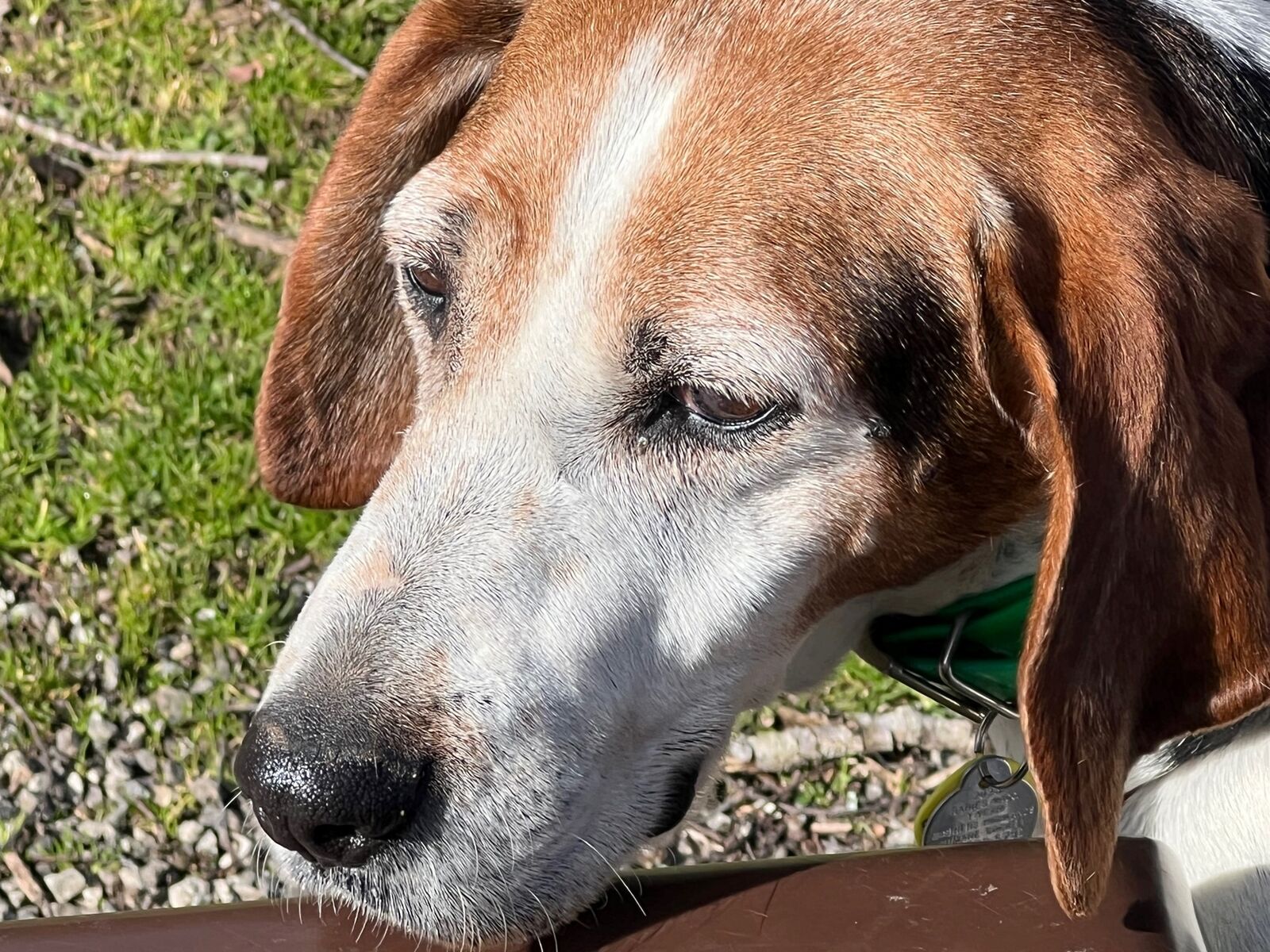 NC dog finds forever home after 7 years at animal shelter - WWAYTV3