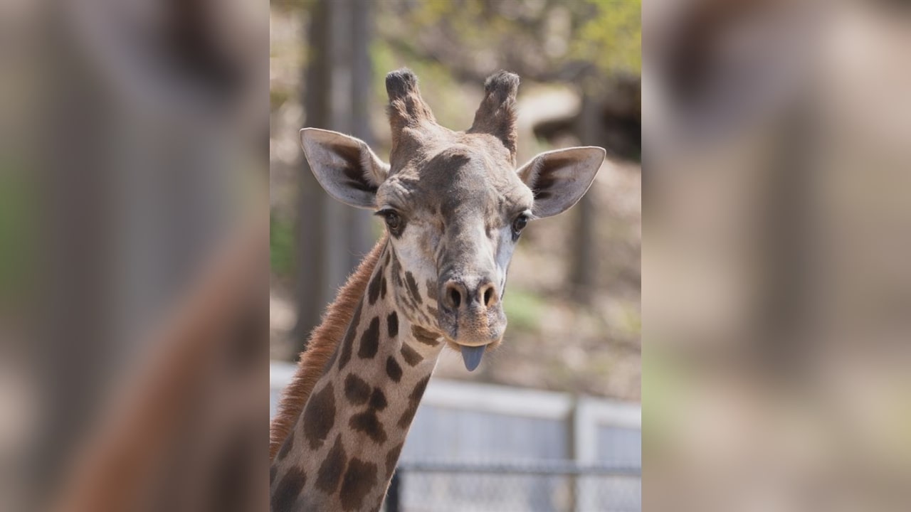 Young giraffe at New York zoo dies after neck gets caught in gate