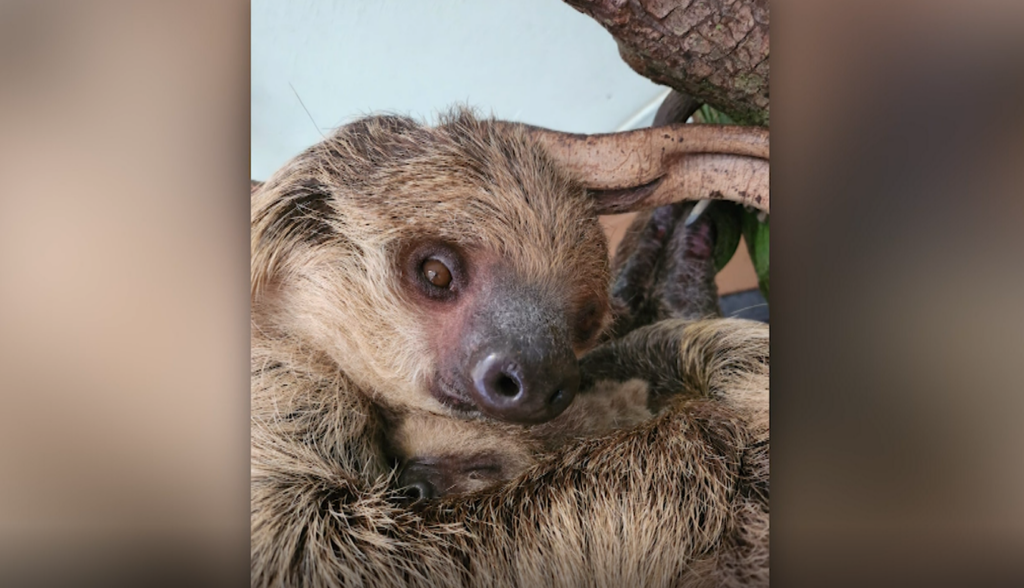 Baby Sloth
