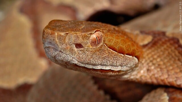 Man found dead with 60 venomous snakes and an alligator inside ...