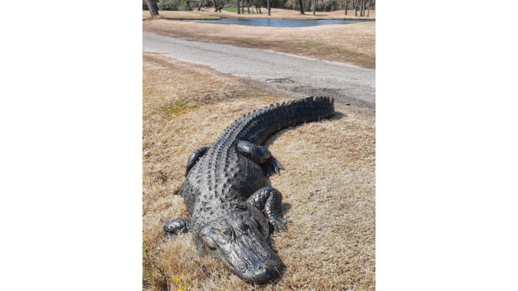 Sunset Beach Gator