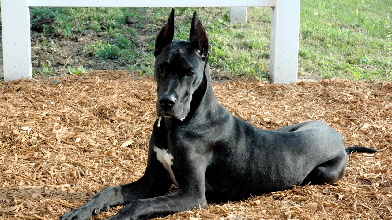 Great Dane Full Size great-dane-full-size