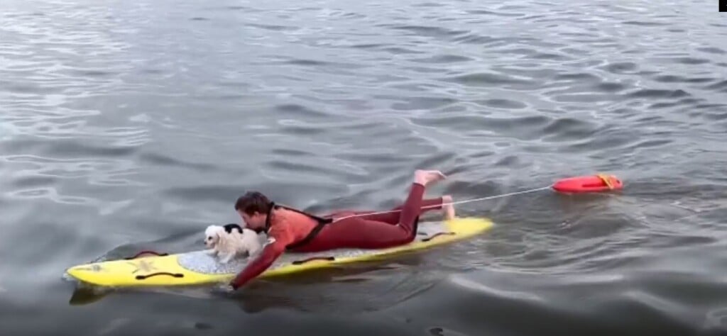 Lifeguard Dog Rescue