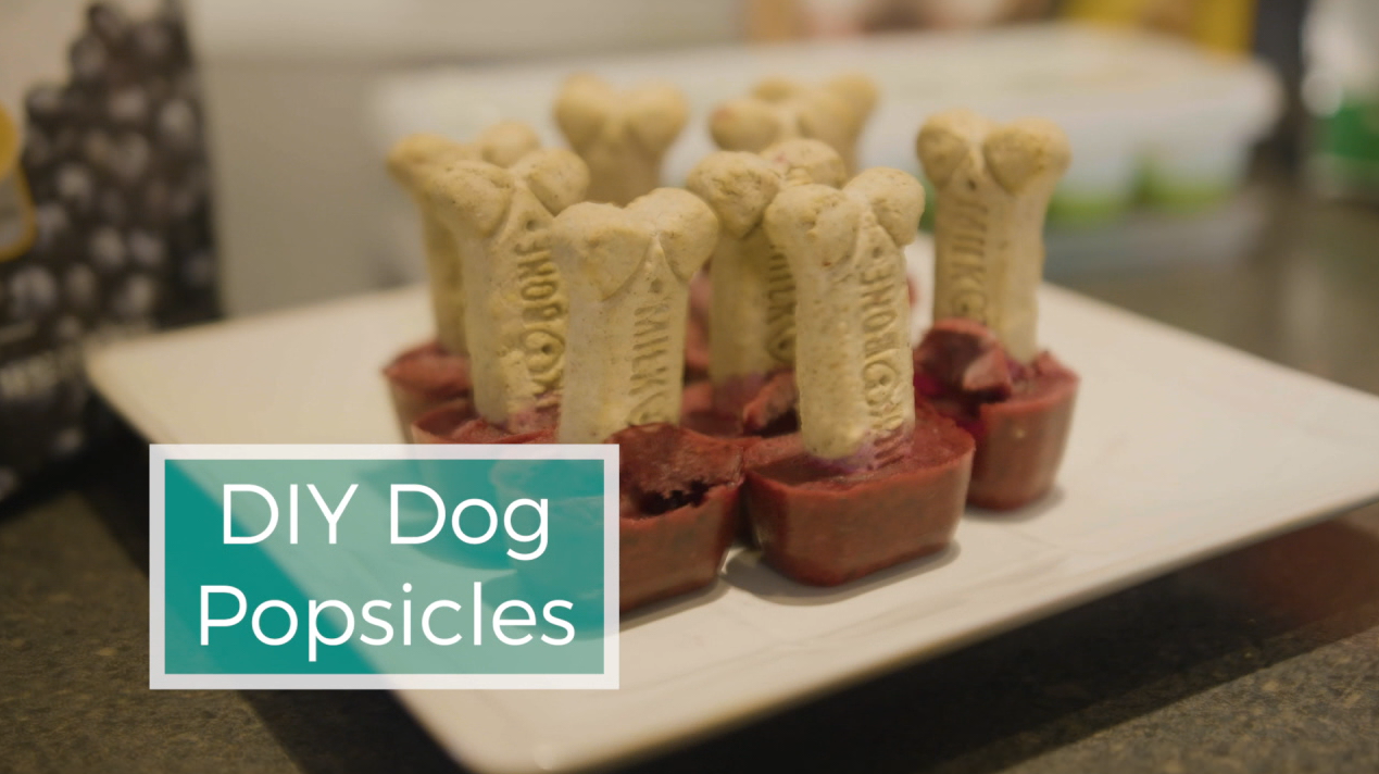 Diy hotsell dog popsicles