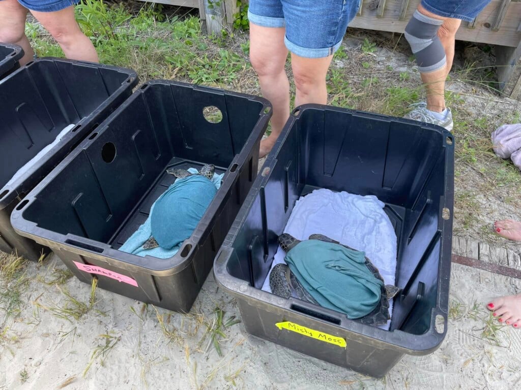 Turtles