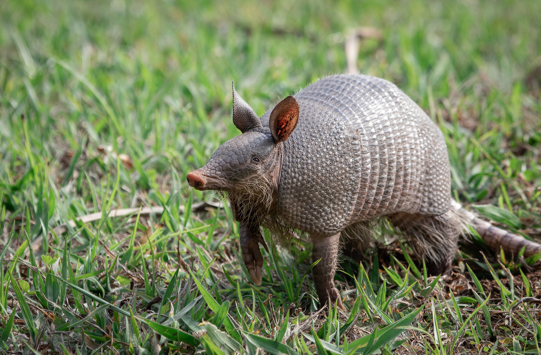 NC Wildlife Commission Wants To Know If You See An Armadillo WWAYTV3