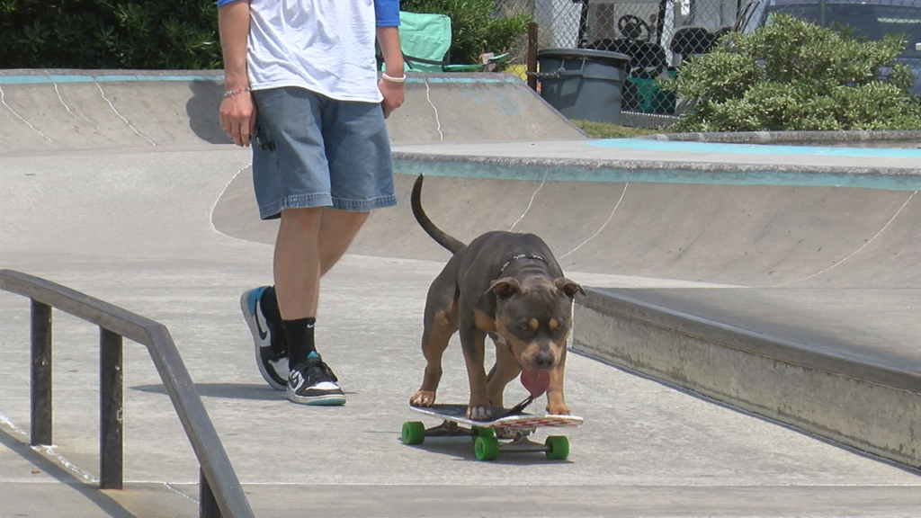 Skate Dog