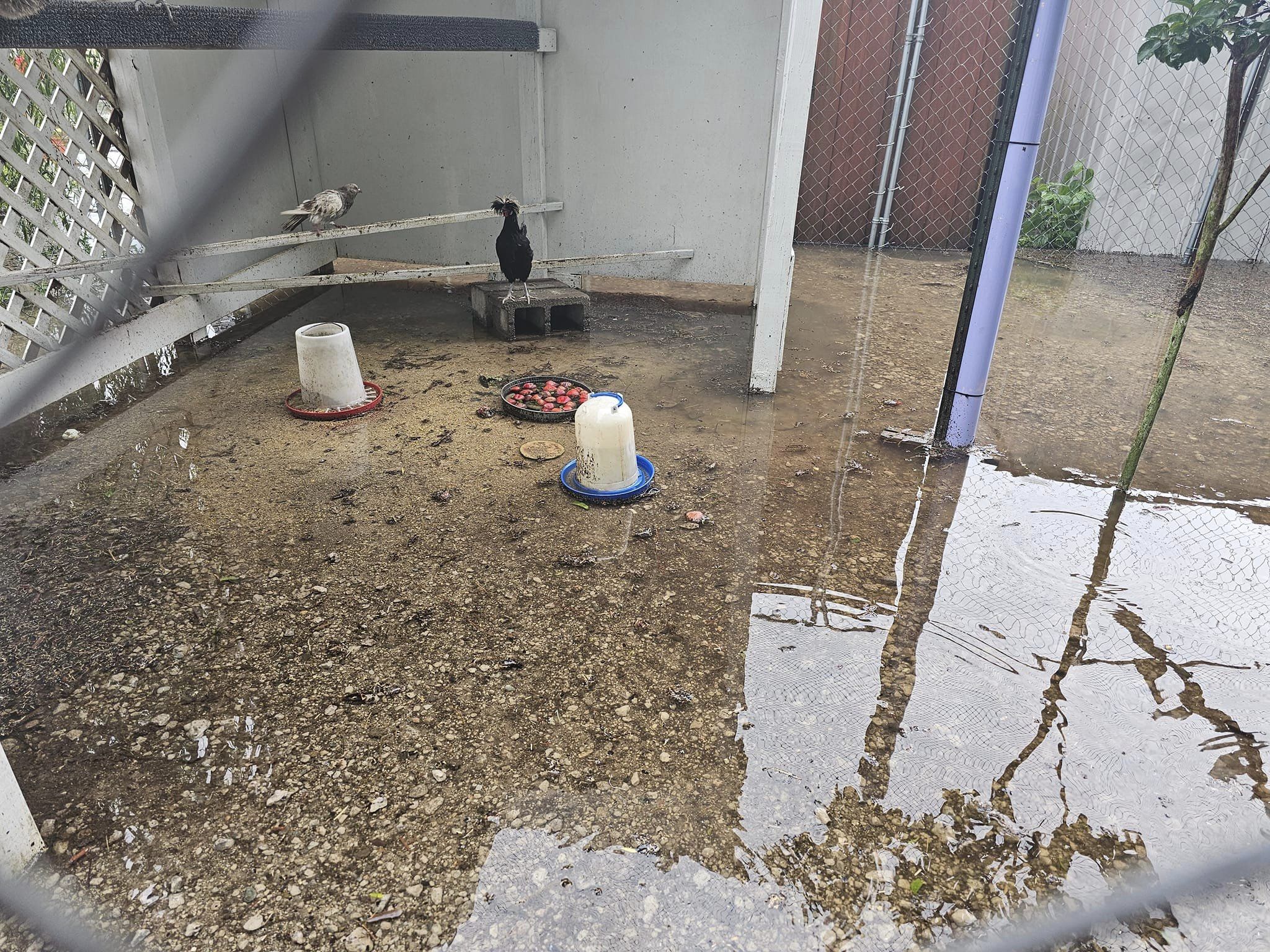 SkyWatch Bird Rescue seeking donations for gravel to keep birds out of ...