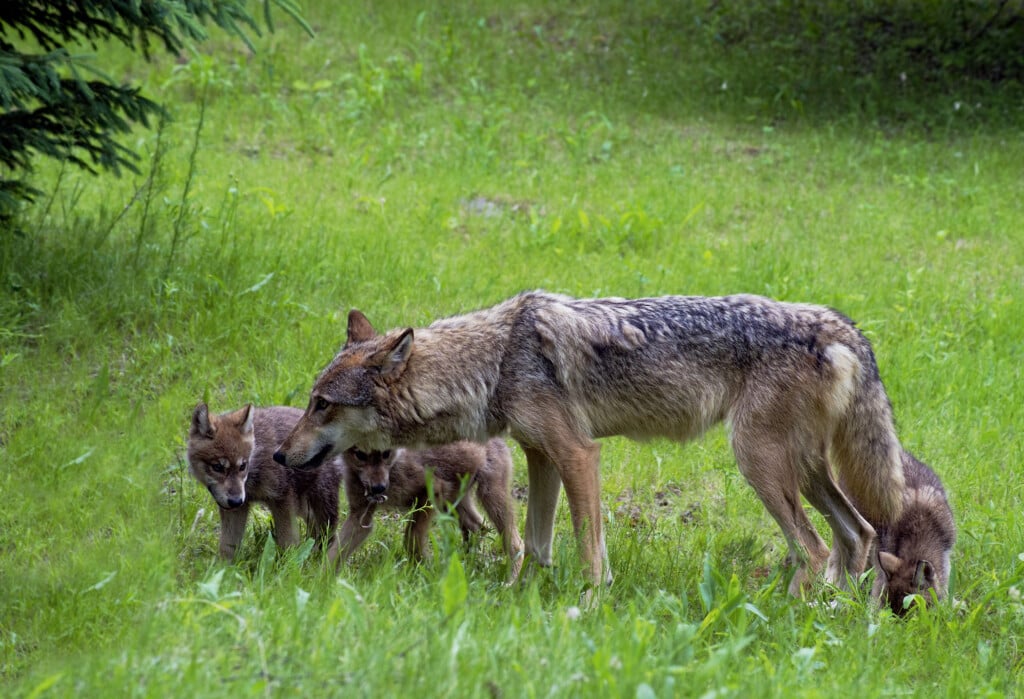 Coyote,and,wolf,pups,playing,together,in,green,field.