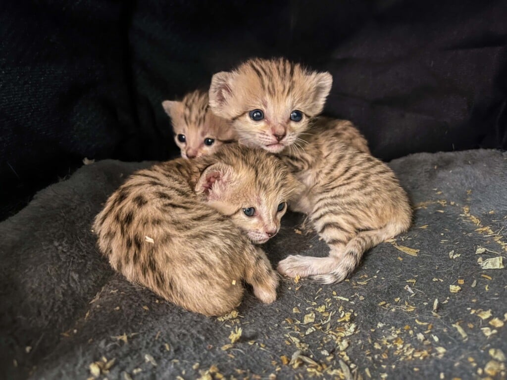 Sand Cat Kittens