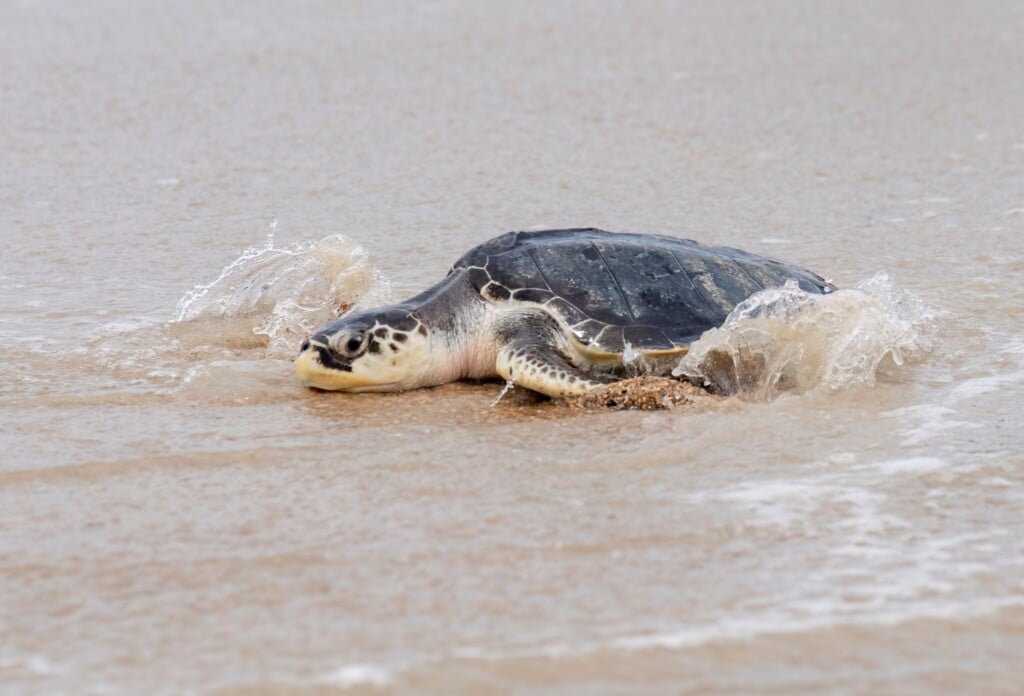 Turtle2