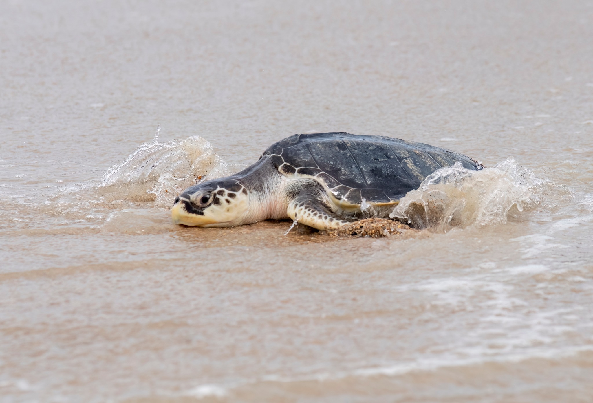 Cold stunned sea turtle released to ocean three months after being ...