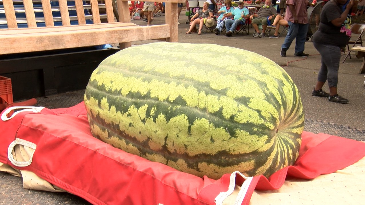 Fair Bluff farmers show their best at 31st Annual Watermelon Festival