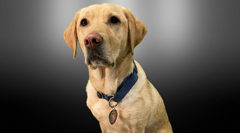 WPD K9 Marian