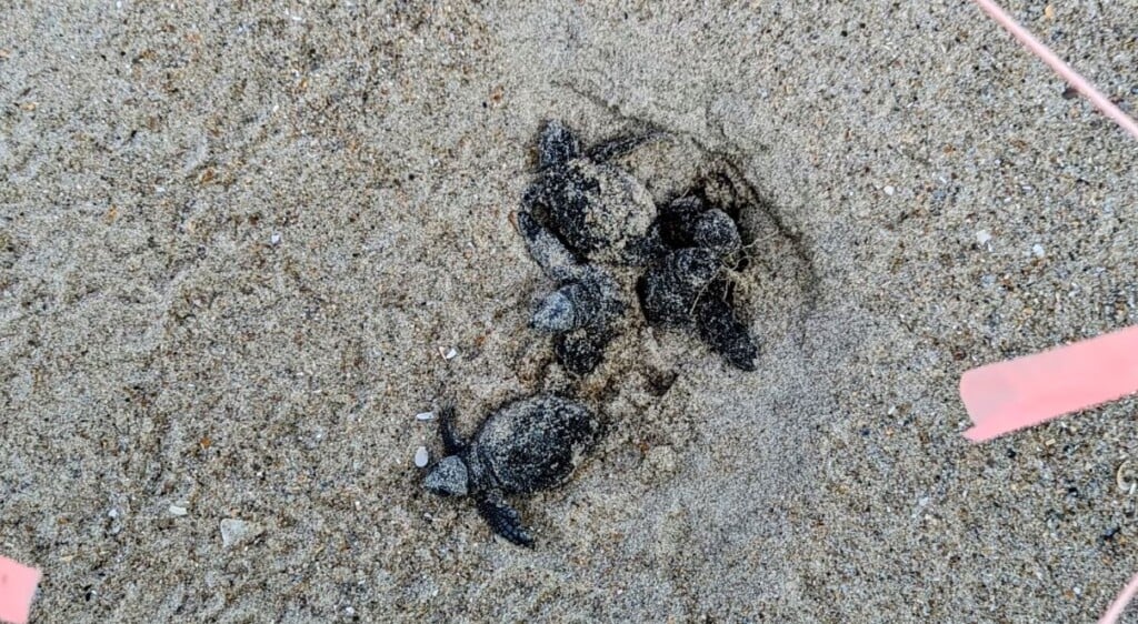 Sea Turtle