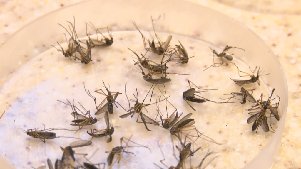 Health officials in New Hanover County recently confirmed that some mosquitoes in the county have tested positive for West Nile Virus, (Photo: Emily Andrews/WWAY News).