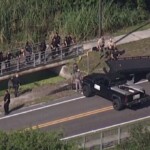 Pinellas County alligator