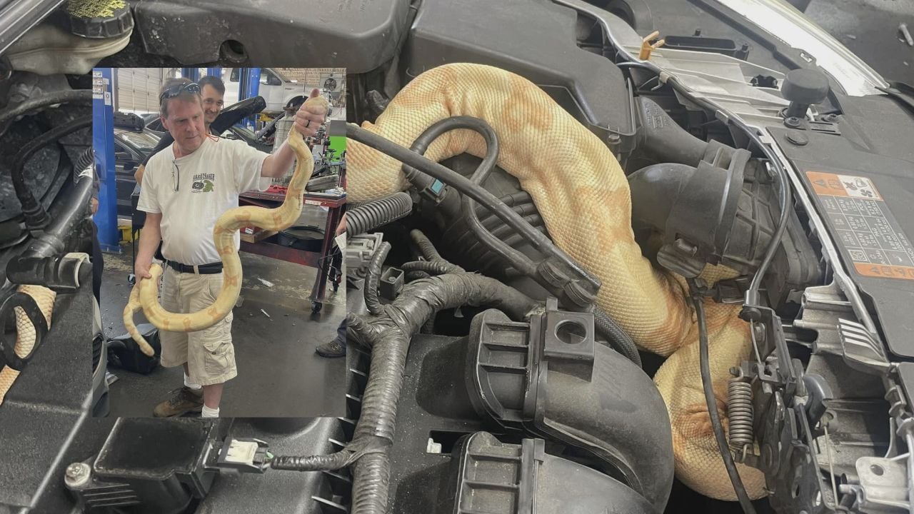 8-foot boa constrictor found under car hood in Myrtle Beach