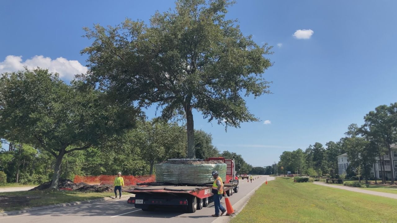 Several live oak trees being lifted out of ground and relocated ...