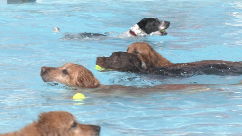 Pooch Plunge
