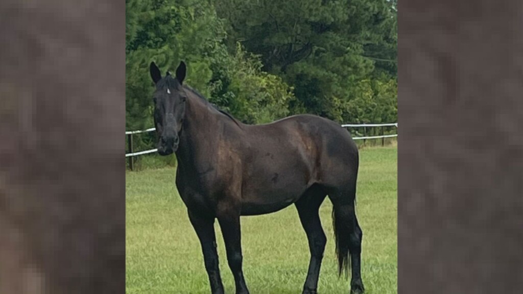 Horses