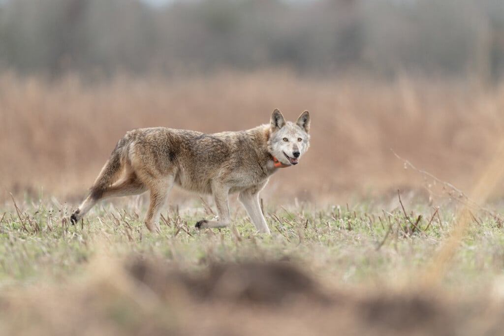 Red wolf