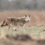 Red wolf
