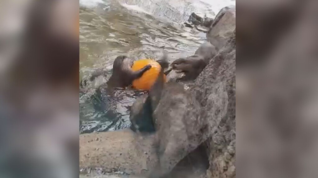 Otters