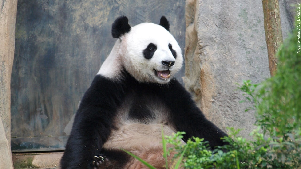 How America Fell in Love With the Giant Panda, History