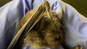 Gray Bat found in South Carolina.