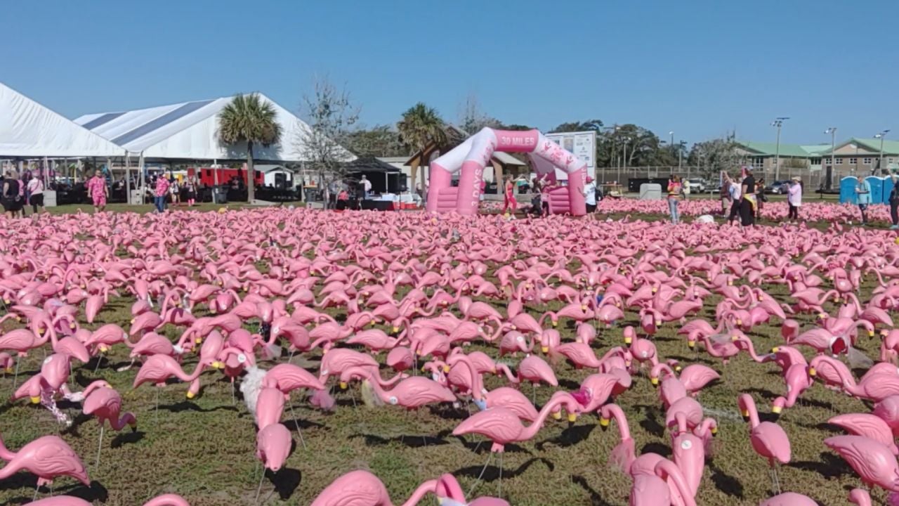 The Tacky History of the Pink Flamingo, Arts & Culture