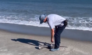Johnny Cooper releases the bonnethead shark he caught surf fishing.