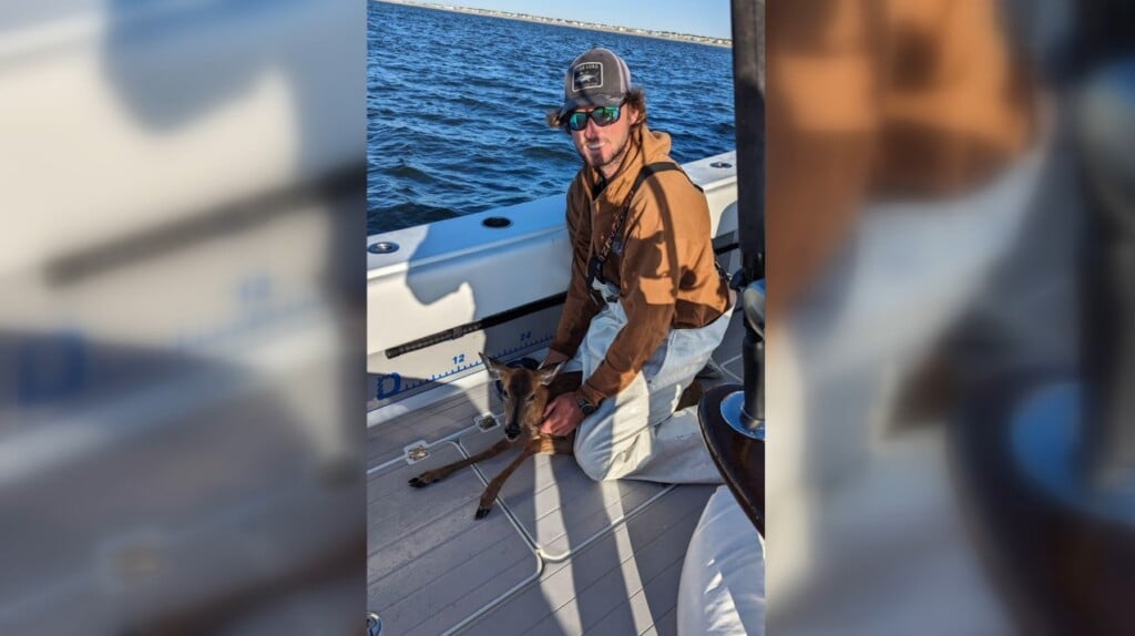 Oak Island Deer Rescue