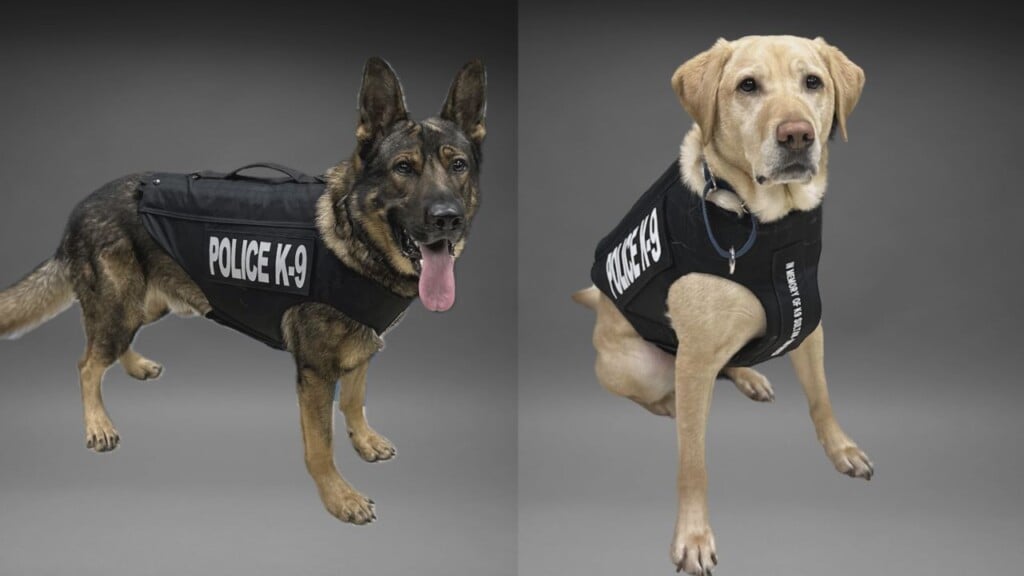 Dogs