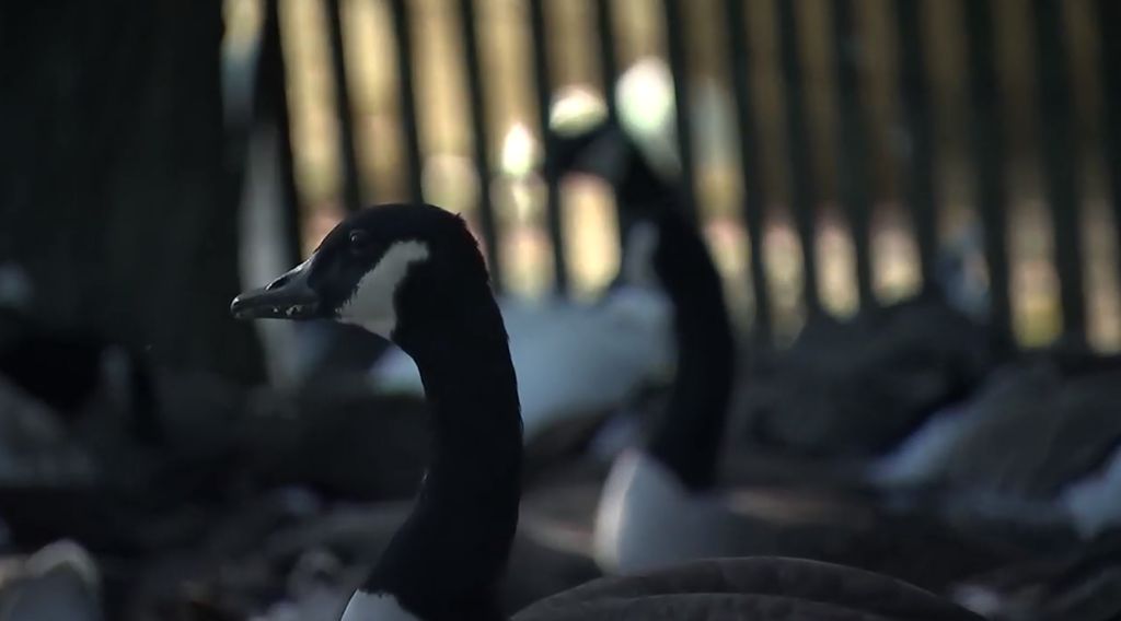 Residents at Carolina Waterfowl Rescue.