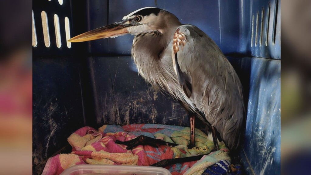 Bird Rescue