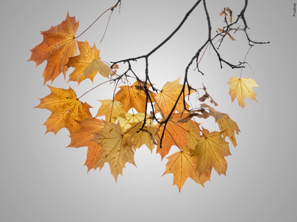 Fall Leaves