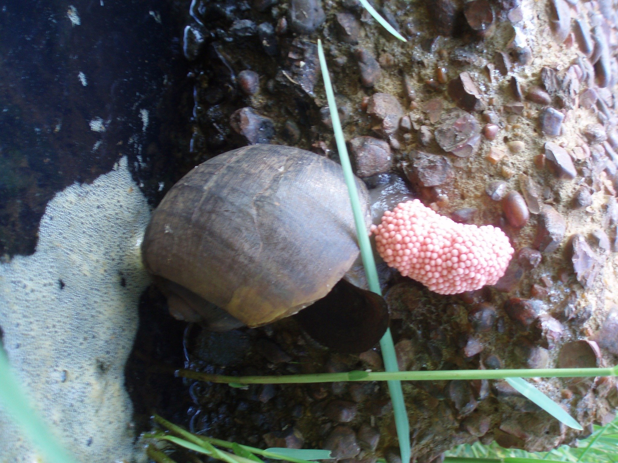 Snail  The Arboretum