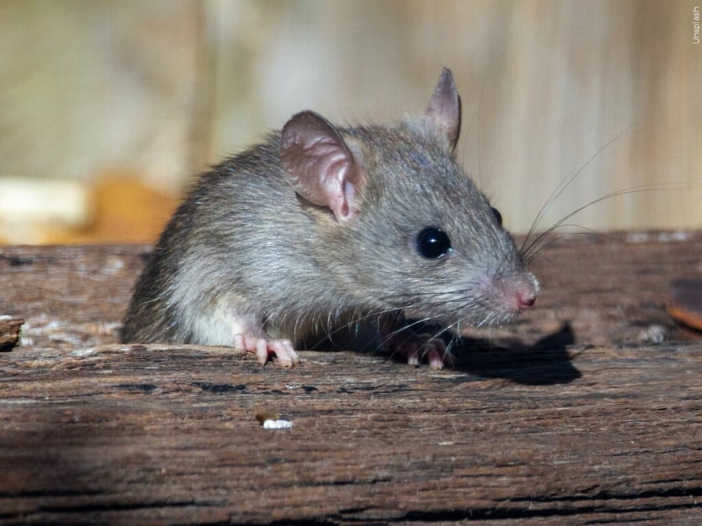 Rat
