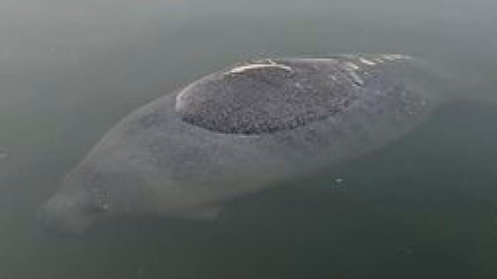 Manateepic