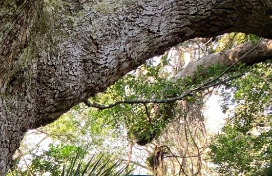 Bald Head Woods Reserve