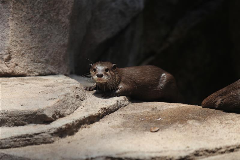 Otter