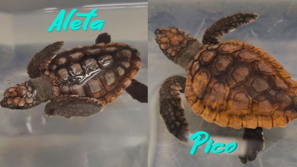Turtles