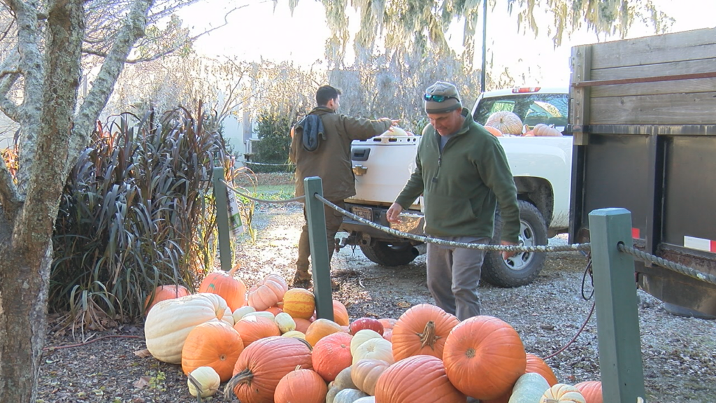 Pumpkin Collection