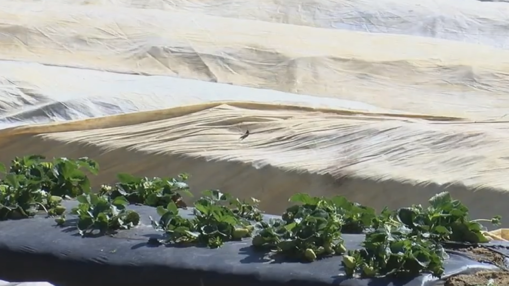 Plants Cold