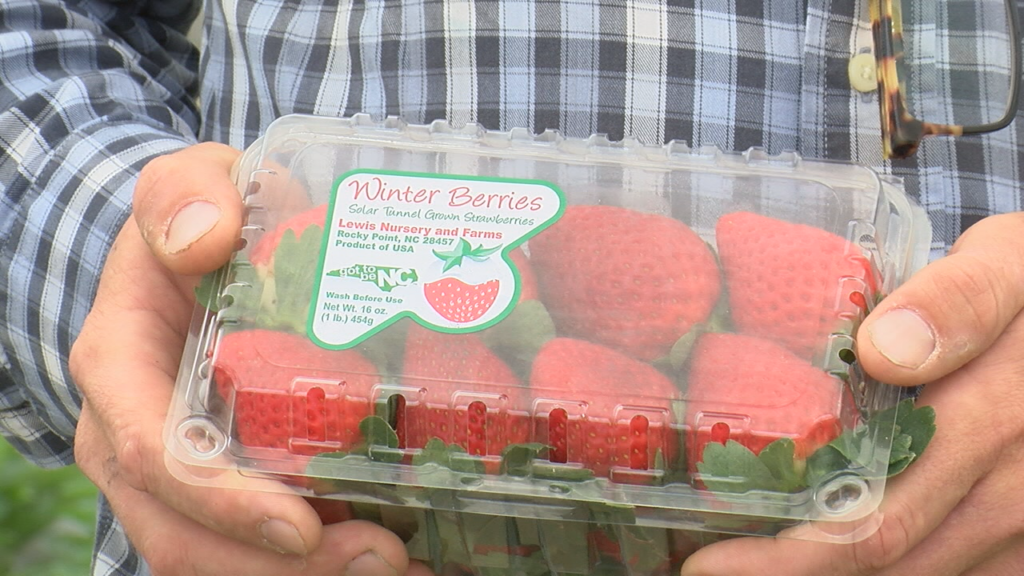"Winter berries," Strawberries grown under protective coverings during the winter months at Lewis Farms.