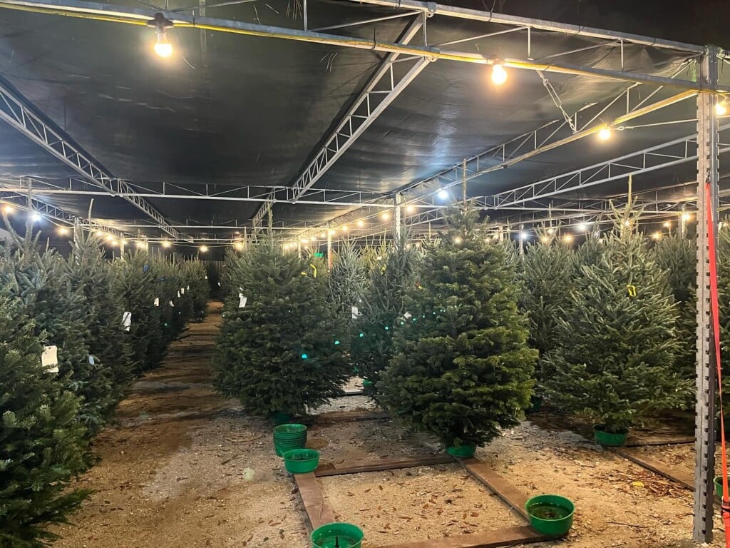 Barr Evergreens 1