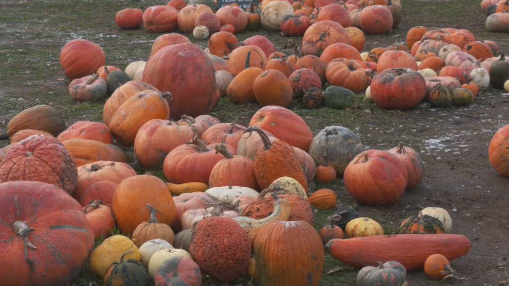 A patch of pumpkins leftover from Halloween.