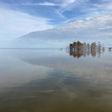 Baldcypress Reflection Mattamuskeet Nwr Usfws Sarah Toner 2