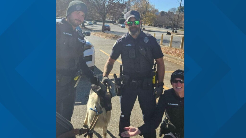 Winston Salem Goat